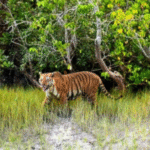 Sundarban tour operator